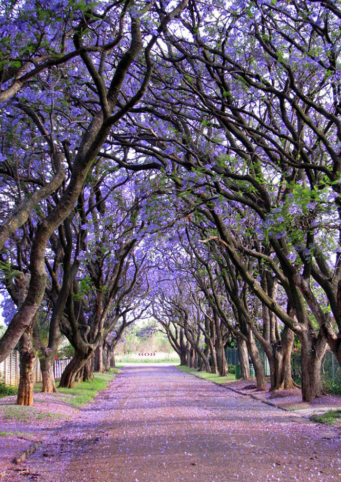 Đường hoa ở Cullinan, Nam Phi